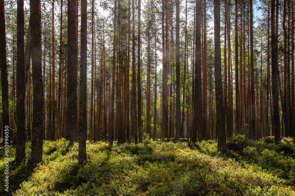 Obraz premium beautiful pine forest scenery during day.