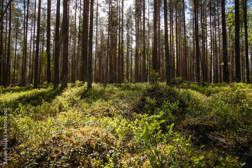 beautiful pine forest scenery during day. beautiful pine forest scenery during day.