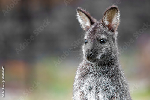 Bennett's Wallaby or Red-necked Wallaby (Notamacropus rufogriseus) photo
