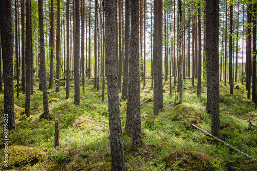 Fototapeta Naklejka Na Ścianę i Meble -  beautiful pine forest scenery during day.