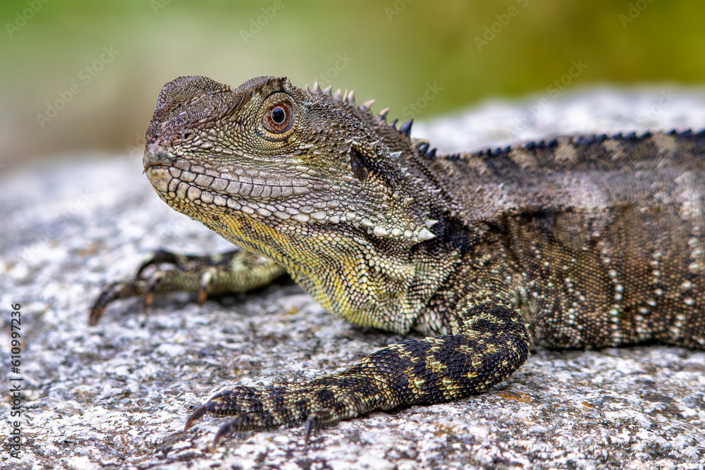 Easter Water Dragon (Physignathus lesueurii)