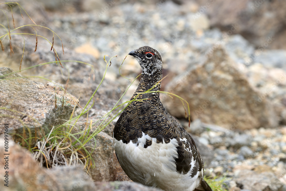 Fototapeta premium Rock ptarmigan (Lagopus muta japonica) in Japan
