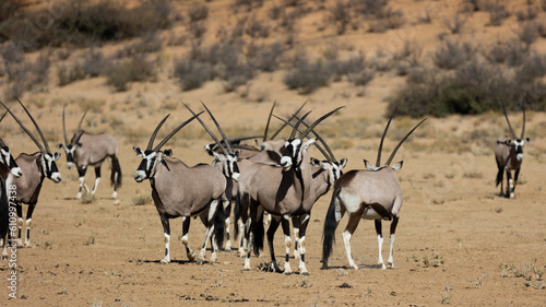a herd of gemsbok in Kgalagadi