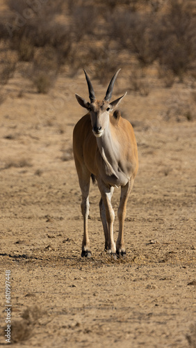 An eland in Kgalagadi Transfrontier Park