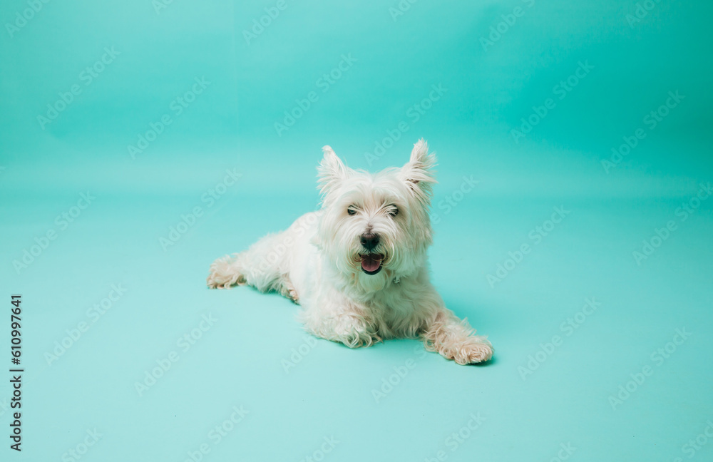Young west highland white terrier on blue background, west highland white terrier in studio Young west highland white terrier on blue background, west highland white terrier in studio