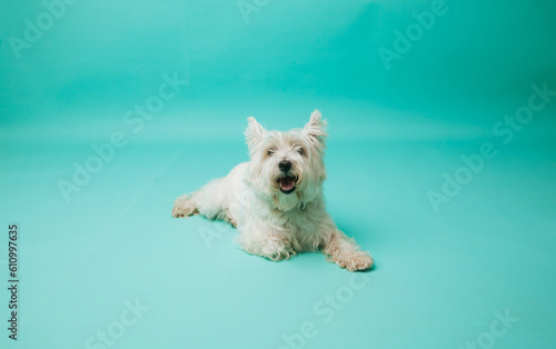 Young west highland white terrier on blue background, west highland white terrier in studio