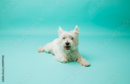 Young west highland white terrier on blue background, west highland white terrier in studio