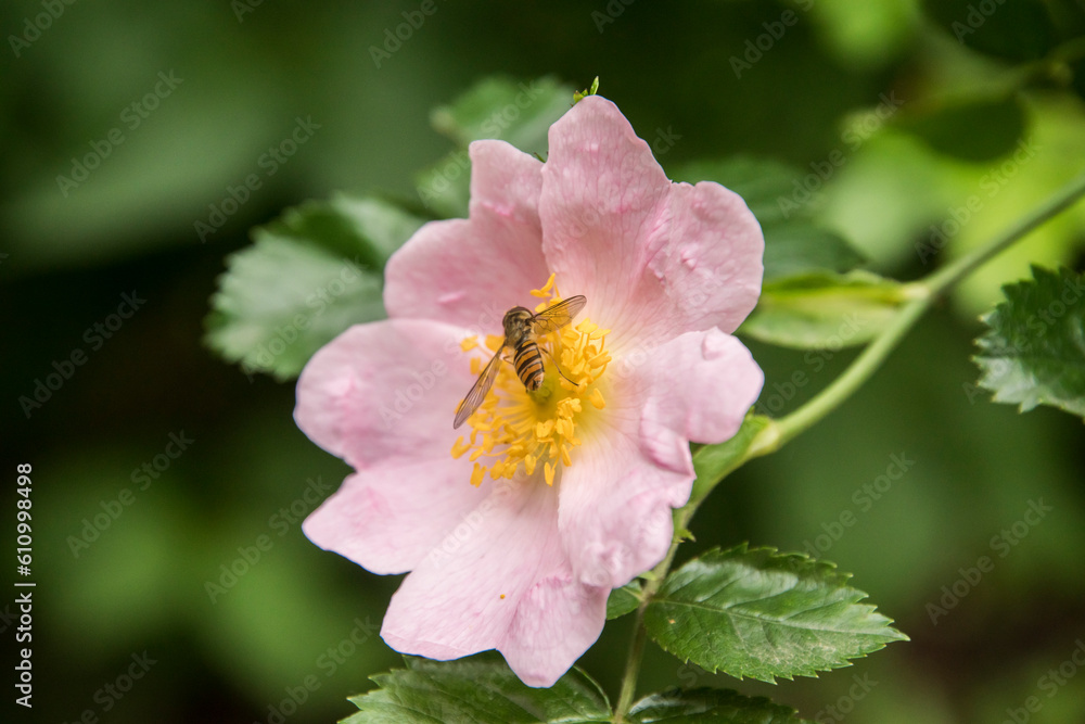 Pink dog rose (Rosa canina) with hover fly nectaring closeup Pink dog rose (Rosa canina) with hover fly nectaring closeup