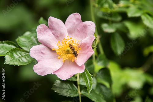 Pink dog rose (Rosa canina) with hover fly nectaring closeup