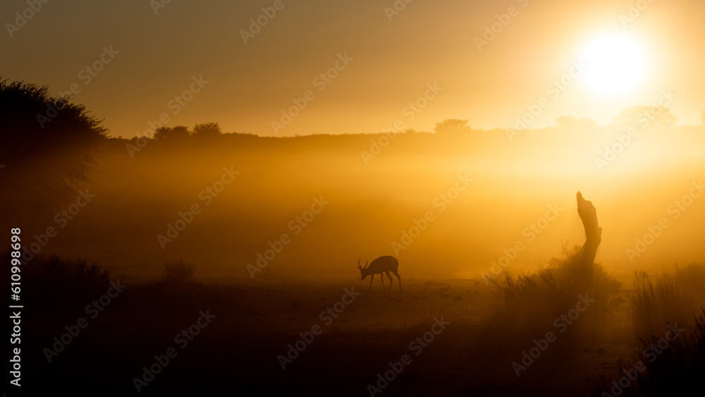 springbok silhouette in dust early morning