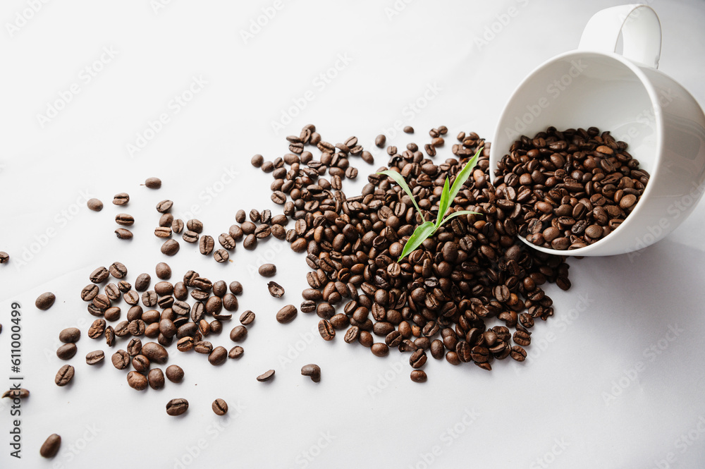 Growing coffee plant Growing coffee plant