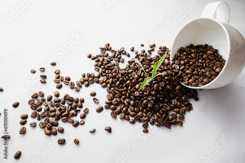 Growing coffee plant