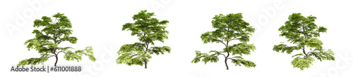 Acer palmatum trees on transparent background  3d render illustration.