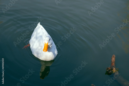 Wallpaper Mural Domestic duck swimming in the lake Torontodigital.ca