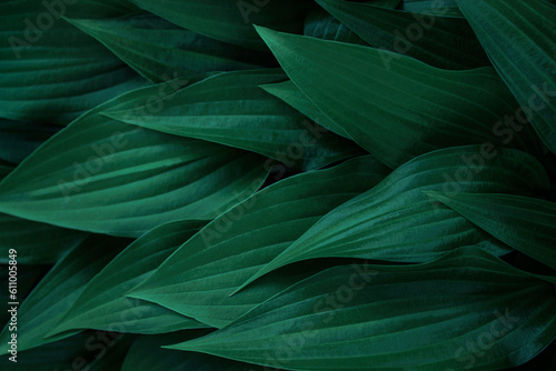 Dark green leaves, details textured floral background