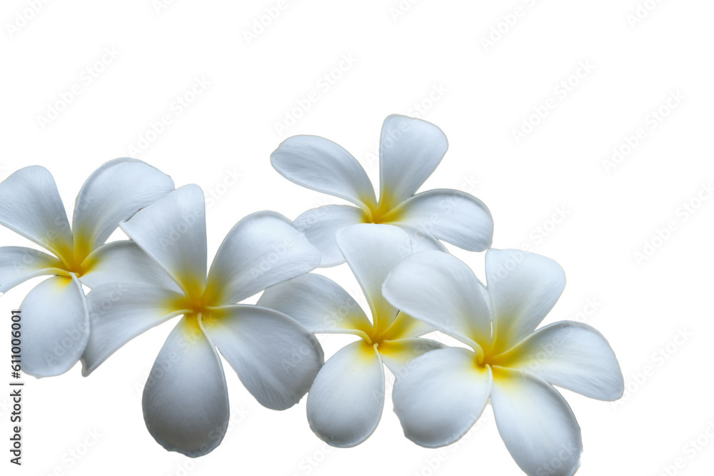 Naklejka premium Close up petal of white Plumeria flower or white flower isolated use for web design and wallpaper background