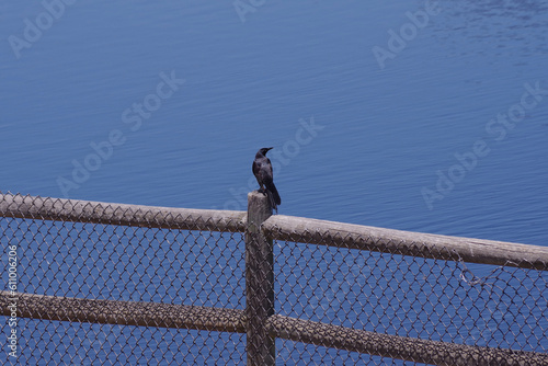 Black common grackle bird Quiscalus quiscula on a wooden fence-post photo