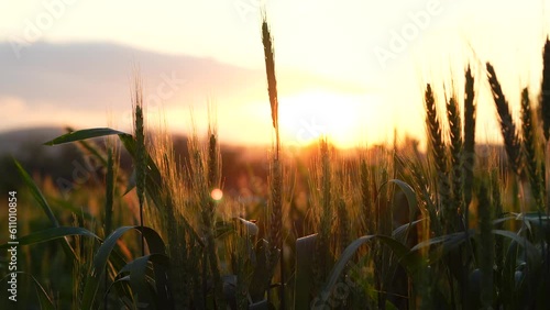 Ears of wheat at sunset