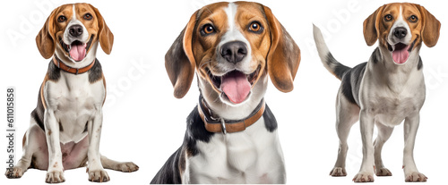 Dog collection, happy beagle set (portrait, sitting and standing) isolated on white background as transparent PNG, generative AI animal bundle