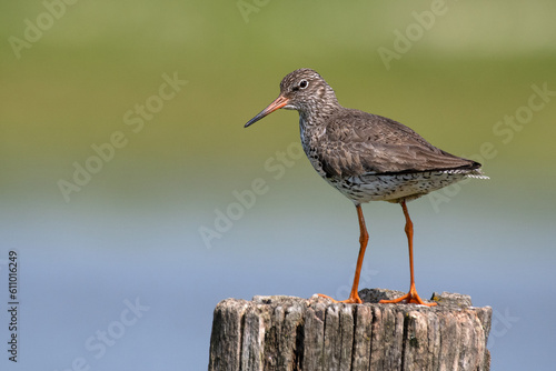 Rotscheinkel auf einem Zaunpfahl