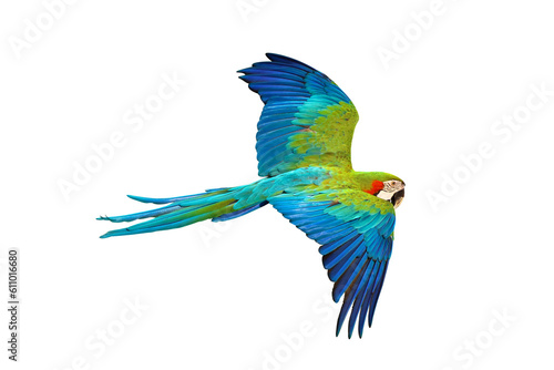 Colorful flying parrot isolated on transparent background png file