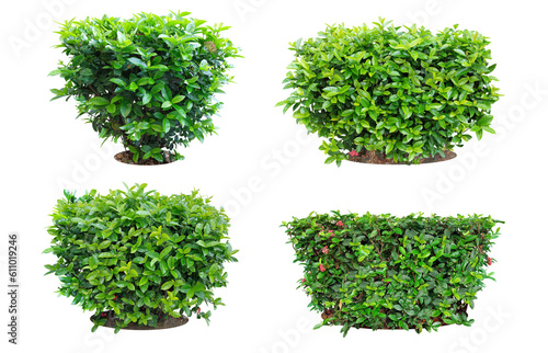 Ixora Red needle flower.  png Ornamental plants and evergreen shrubs  shrubs  square shape. For making fences and decorating the garden for beauty. Collection 2 trees.  png 