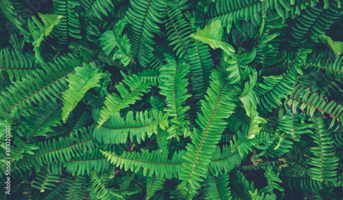 Ferns in the forest. Natural floral fern background. Natural green fern pattern. Close up fern leaves.