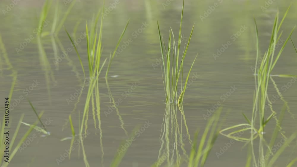 Rice paddies in early summer, rice seedlings swaying in the wind, waves Rice paddies in early summer, rice seedlings swaying in the wind, waves