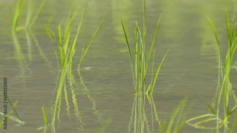 Rice paddies in early summer, rice seedlings swaying in the wind, waves Rice paddies in early summer, rice seedlings swaying in the wind, waves