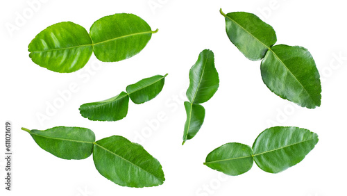 Canvastavla Group of Green Bergamot leaf  isolated on transparent background, Lime leaf, Lem