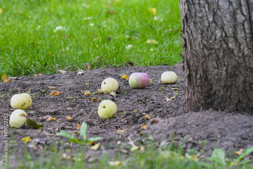 Apples on the ground fallen from the apple tree. Apples under the apple tree. Selective focus