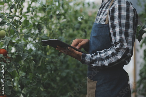 Organic farm ,Worker testing and collect environment data from bok choy organic vegetable at greenhouse farm garden.