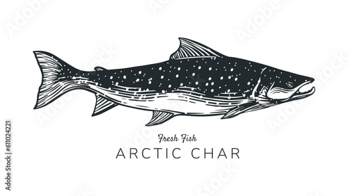 drawing of arctic char or charr fish, salmon for illustration, print, logo, label of fish products, food, fishing, nature or etc