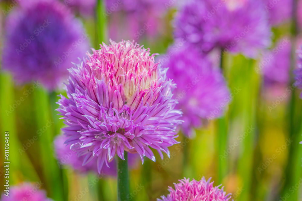 Field of Chives Field of Chives
