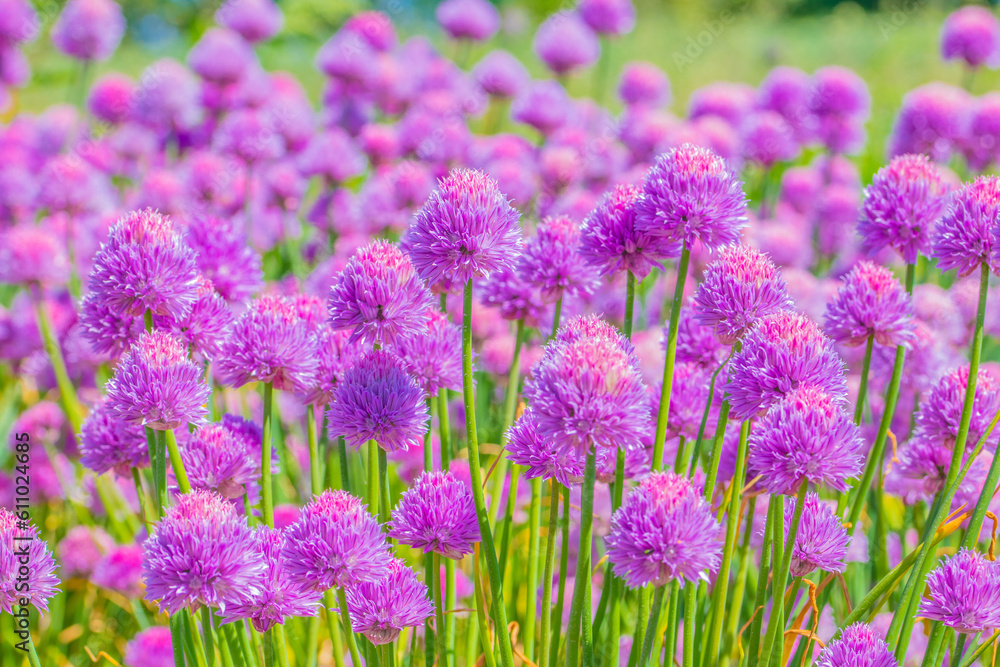 Fototapeta premium Field of Chives