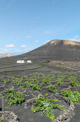 a portrait image of the fertile volcanic vineyards found on the island of Lanzarote.