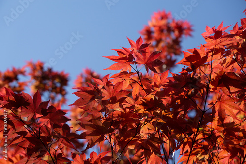 Beautiful, bright, red Japanese Momiji maple tree leaves in autumn in front of blue sky without clouds