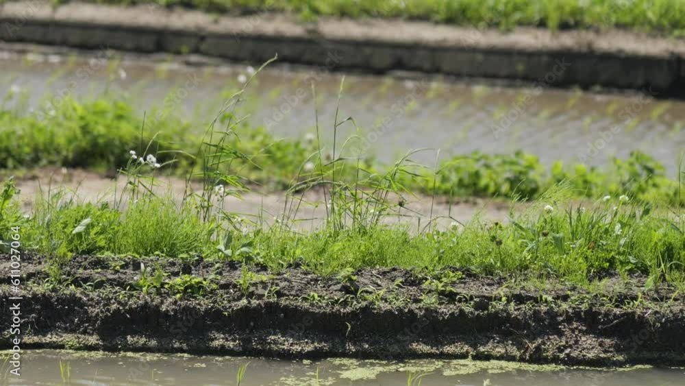 At a paddy field, watered rice paddies and muddy banks At a paddy field, watered rice paddies and muddy banks