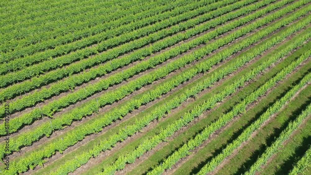 Slow flight over rows of vineyards in Italy. Smooth movement in the Italian vineyard plantations. Rows of Italian vineyards. Vine of grapes on the plantation. Slow flight over rows of vineyards in Italy. Smooth movement in the Italian vineyard plantations. Rows of Italian vineyards. Vine of grapes on the plantation.