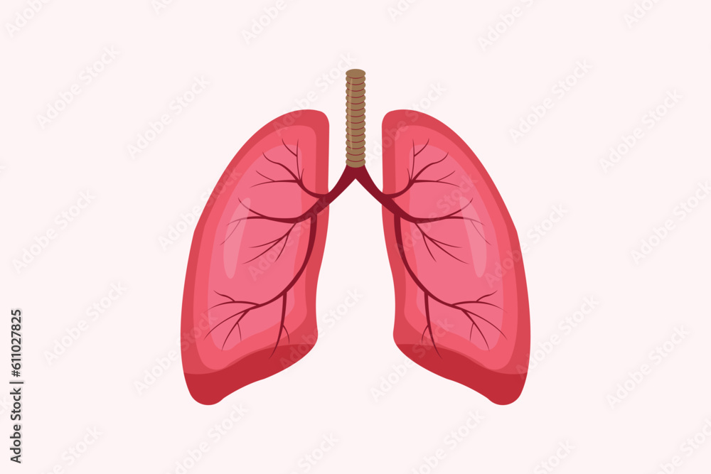 illustration of humans lung isolated on white background. education illustration. eps 10 illustration of humans lung isolated on white background. education illustration. eps 10