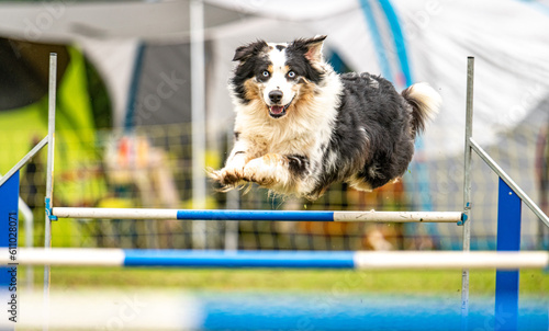 a cute australian shepherd does agility