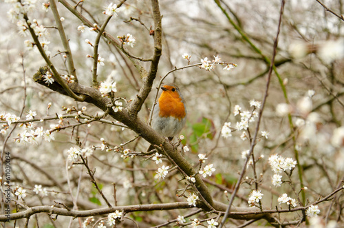 Robin Redbreast sitting on a branch beside the River Lagan County Down Northern Ireland