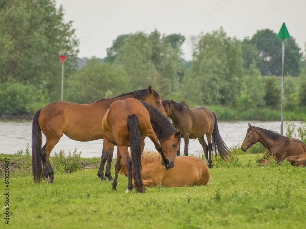 Pferde an der Ijssel in dne Niederlanden Pferde an der Ijssel in dne Niederlanden