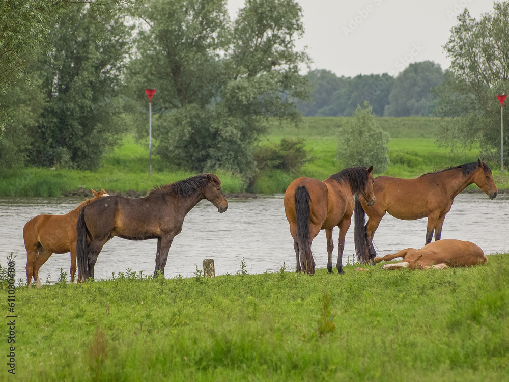 Pferde an der Ijssel in dne Niederlanden Pferde an der Ijssel in dne Niederlanden