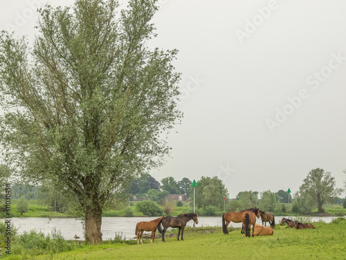 Pferde an der Ijssel in dne Niederlanden © Stephan Sühling