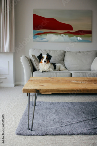 cachorro sentado na sala com quadro ao fundo © marcelo