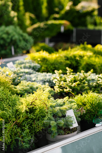 Obraz na plátne various dwarf conifer plants sold in a garden center