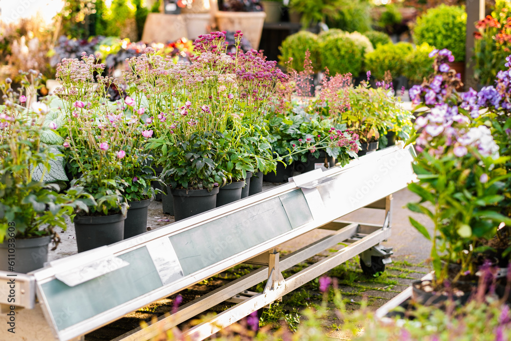various summer flowers sold in a garden center
