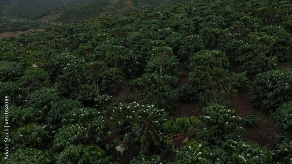 Coffee fields in Bao Loc, Lam Dong, in the Central Highlands region of Vietnam. Lam Dong has been dubbed 'Kingdom of Coffee',earning Vietnam second place among the world's top coffee exporters. Coffee fields in Bao Loc, Lam Dong, in the Central Highlands region of Vietnam. Lam Dong has been dubbed 'Kingdom of Coffee',earning Vietnam second place among the world's top coffee exporters.