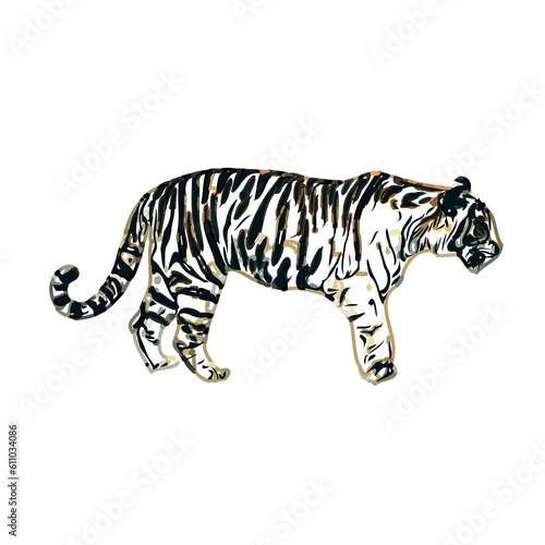 Color sketch of a striped tiger with transparent background © Yuas